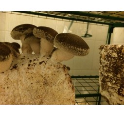 Mushroom spawn Bag 1.7KG Shiitake China Hi Yield - FREE SHIPPING